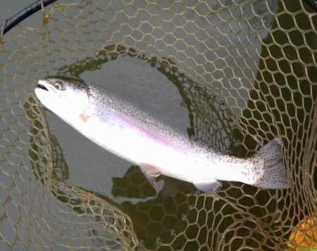 大安トラウトレイク 釣果
